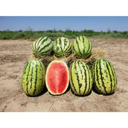 Tamtam / Тамтам