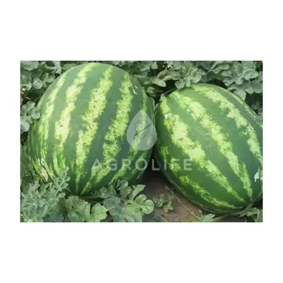 Teytum / Тейтум