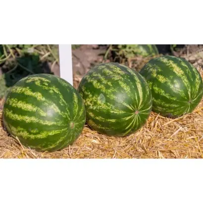 Termez / Термез