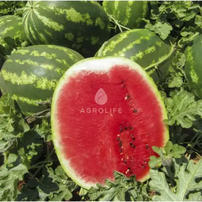 Top Mara / Топ Мара