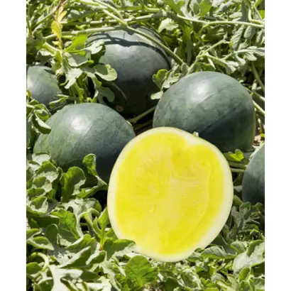 Tropical Sunshine / Тропікал Саншайн