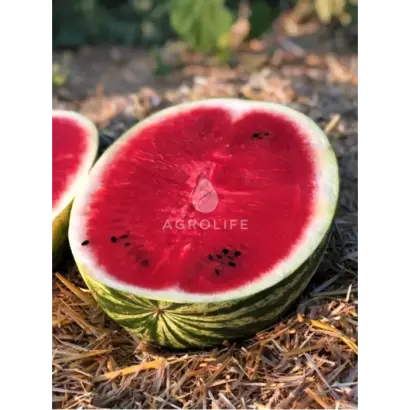 Batukan F1 / Батукан F1