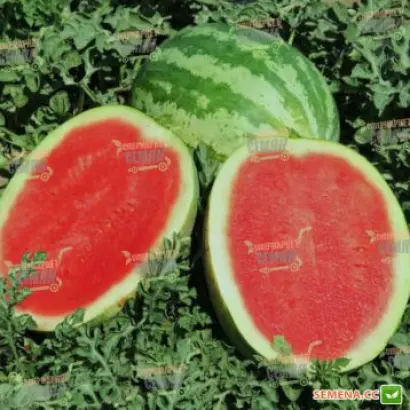 Bonus F1 / Бонус F1