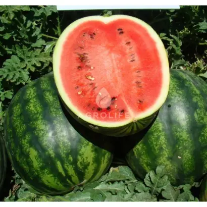 Catherine F1 / Катрін F1