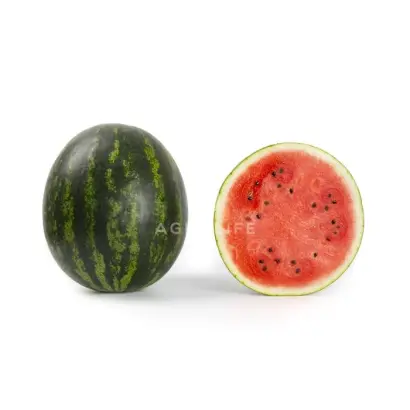 Carroll / Керрол