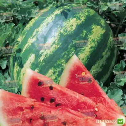 Kodak F1 / Кодак F1