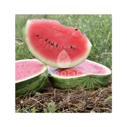 Columbia F1 / Колумбія F1