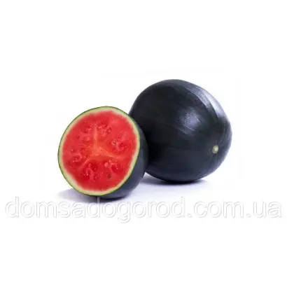 Conguita / Конгуіта