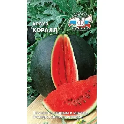 Coralzinho / Коралзіньу