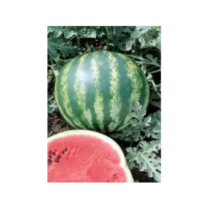 Crimson Glory F1 / Кримсон Глори F1