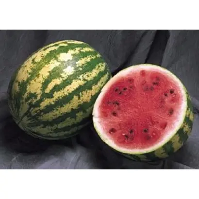 Madera F1 / Мадера F1