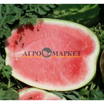 Madison F1 / Медісон F1