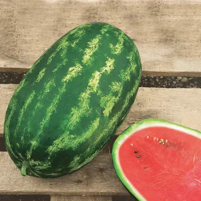 Nelson F1 / Нельсон F1