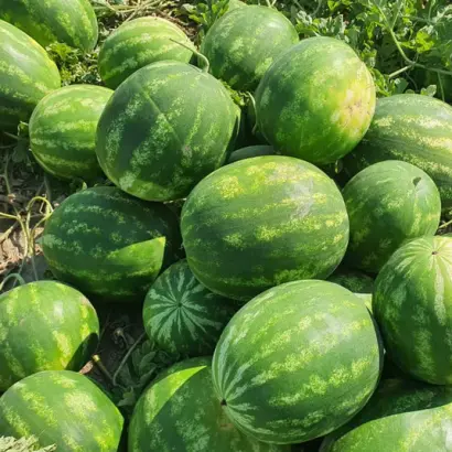 Olympia F1 PS / Олимпия F1