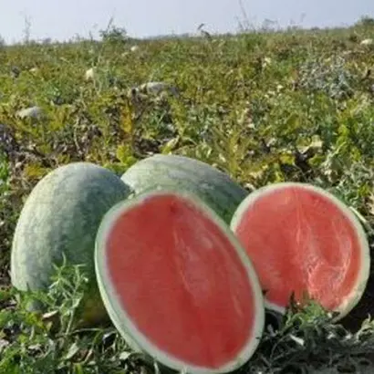 Sagi F1 / Сагі F1