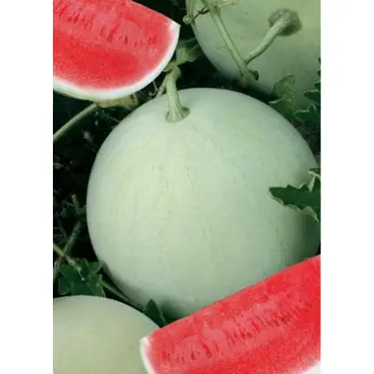 Снежок / Сніжок