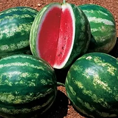 Stetson F1 / Стетсон F1