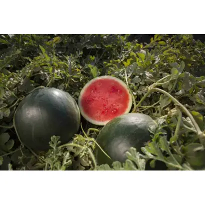 Titania / Титанія