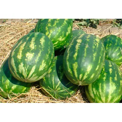 Triumph / Тріумф