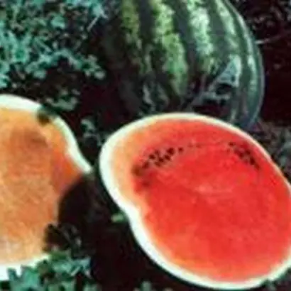 Troya F1 / Троя F1