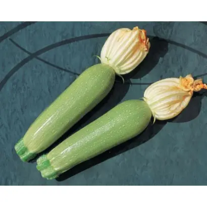 Alia F1 / Алія F1