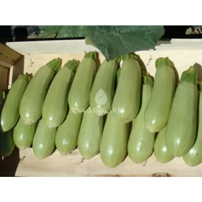 Asma F1 / Асма F1