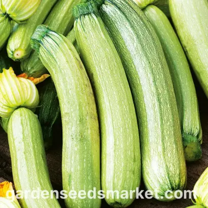 Bianca di Trieste / Біанка ді Трієсте