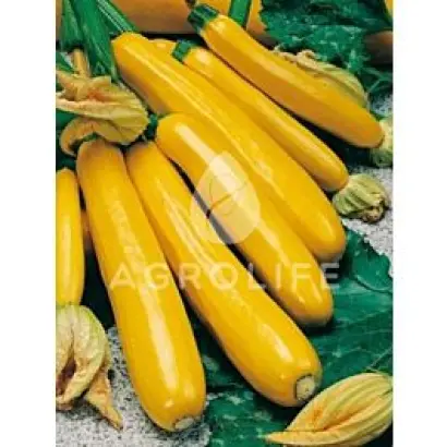 Goldena / Голдена