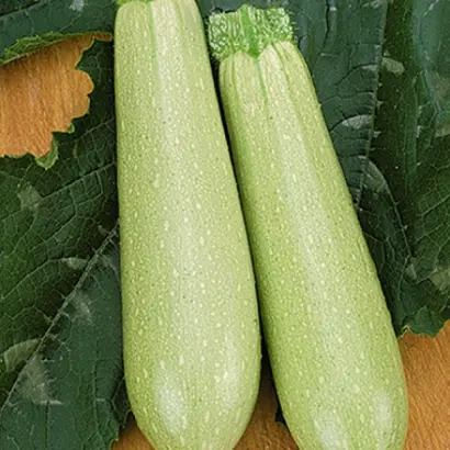 Eskenderany F1 / Искандер F1