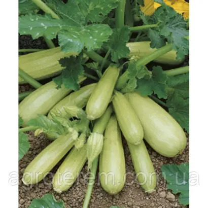 Cavili / Кавілі