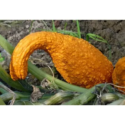 Krykhitka / Крихітка