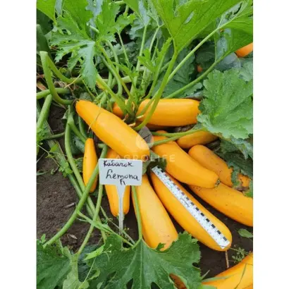 LEMONA / ЛЕМОНА