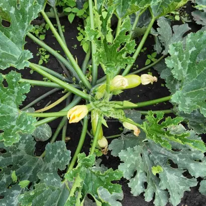 Manises / Манісес