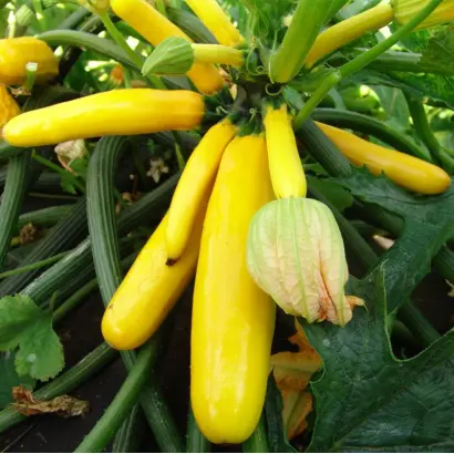 Paladin / Паладін