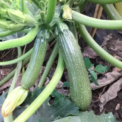 CELIENA / СЕЛІЕНА