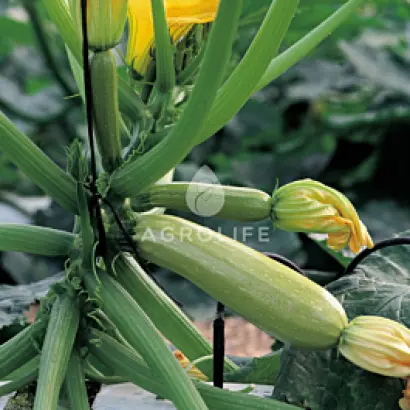 Serena / Серена