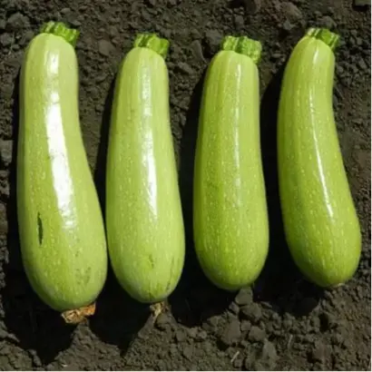 Solidor F1 / Солідор F1