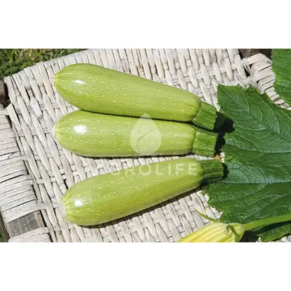 Super Donia / Супер Донія