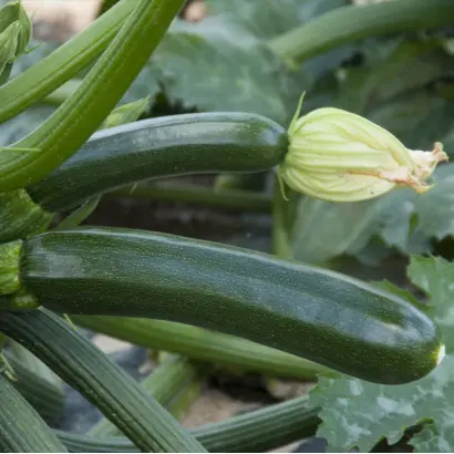 SUPREMO / СУПРЕМО