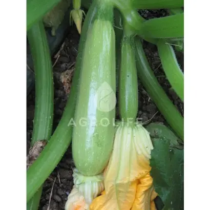 Scilly F1 / Сціллі F1