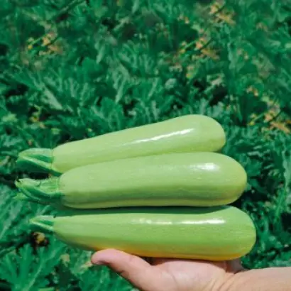 TERENUM / ТЕРЕНУМ