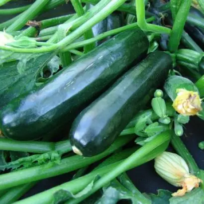 Terminator / Термінатор