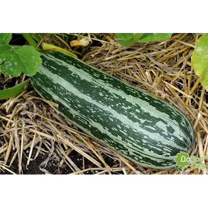 TIHRETTO di ITALIIA / ТІГРЕТТО ді ІТАЛІЯ