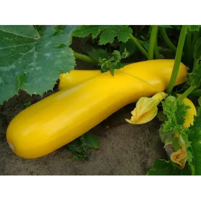 Золотинка / Золотінка