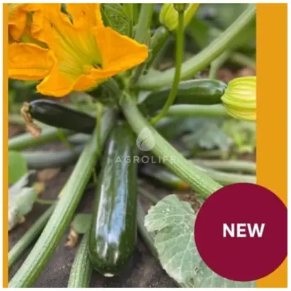 Kefren / Кефрен