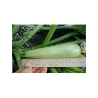 Opal F1 / Опал F1