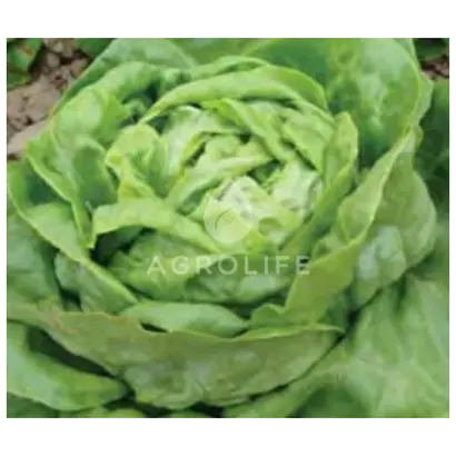 Adinal / Адінал