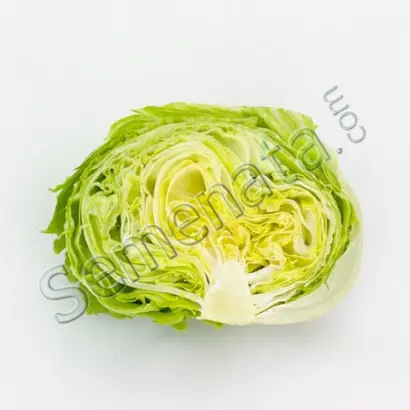 ICE MUSIC / АЙС МЮЗІК