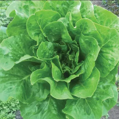 Brighton / Брайтон