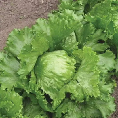 Diamond / Даймонд